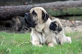 MASTIFF 138